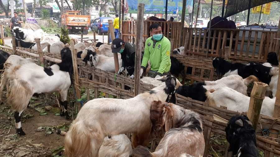 Pemkot Surabaya Terjunkan Tim Pemeriksaan Hewan Kurban Diseluruh Kota Surabaya