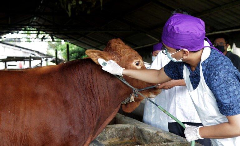 DKKP Kota Surabaya Mulai suntikan Vaksin Lumpy Skin Disease (LSD) Hewan ternak