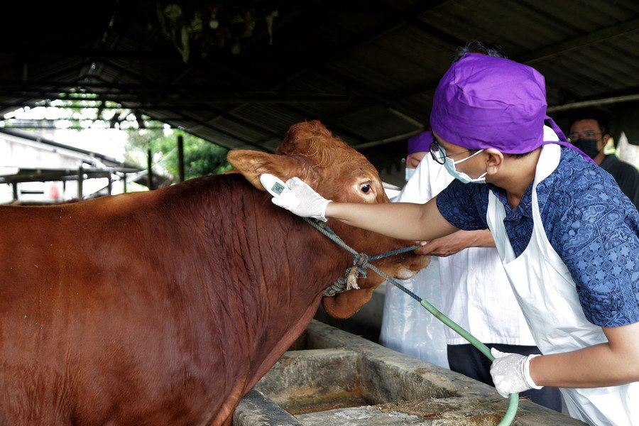 DKKP Kota Surabaya Mulai suntikan Vaksin Lumpy Skin Disease (LSD) Hewan ternak